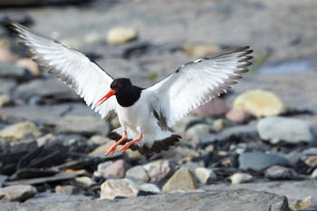 Oiseaux de mer<br>NIKON D4, 500 mm, 1600 ISO,  1/2500 sec,  f : 8 